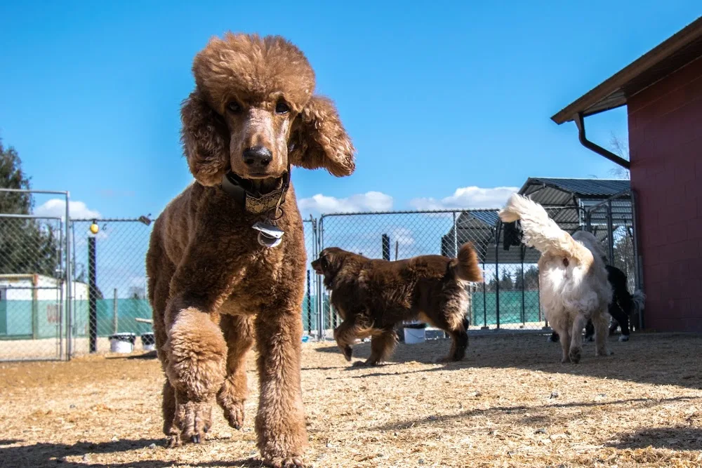 Willchris Kennels Ltd - Canada pet otel görseli 2