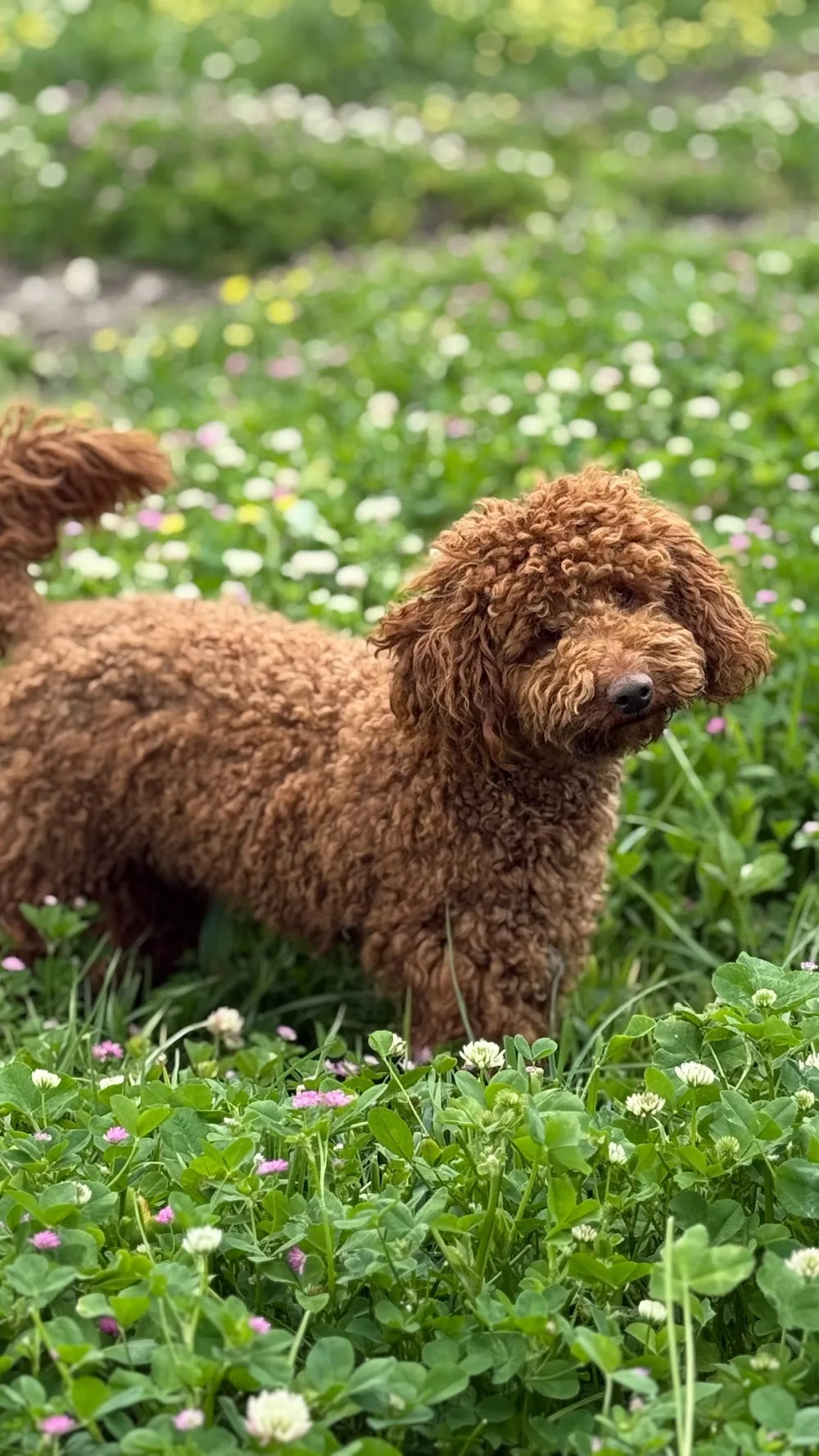 Çanakkale Köpek Oteli Pansiyonu / Tayfun Pet Hotel - Çanakkale pet otel görseli 7