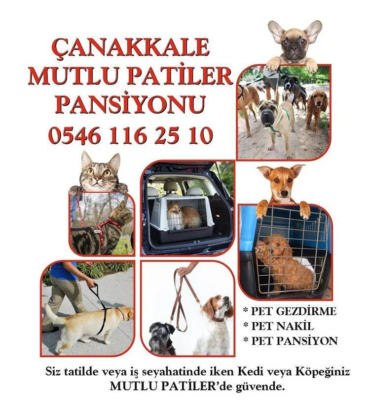 Çanakkale mutlu patiler pansiyon - Çanakkale pet otel görseli 3