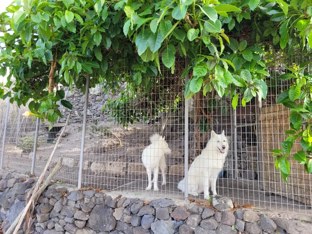 CanaryCan - Canary Islands pet otel