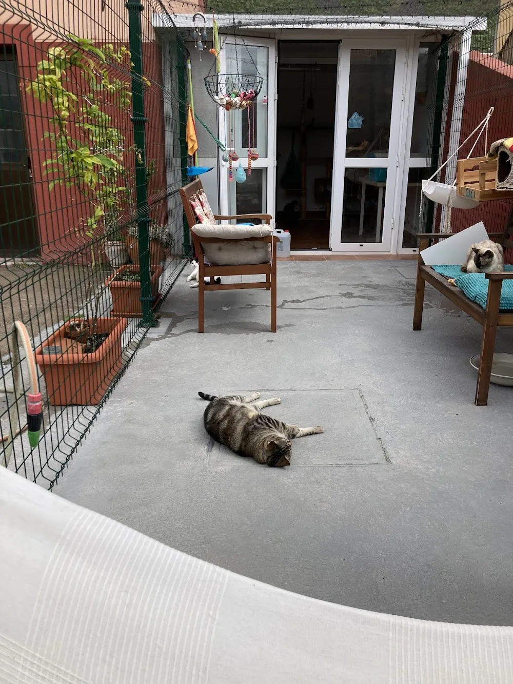 Casa de Los Gatos - Canary Islands pet otel görseli 3