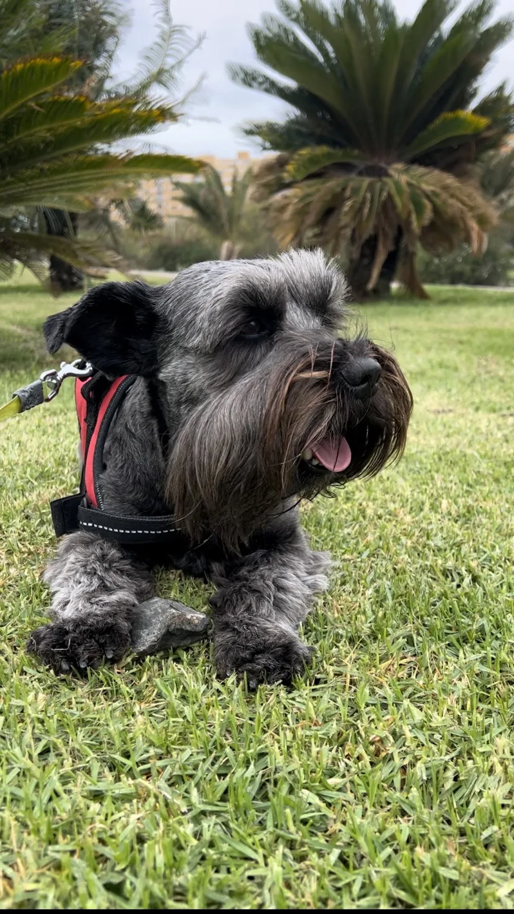 Centro Canino Tindara - Canary Islands pet otel