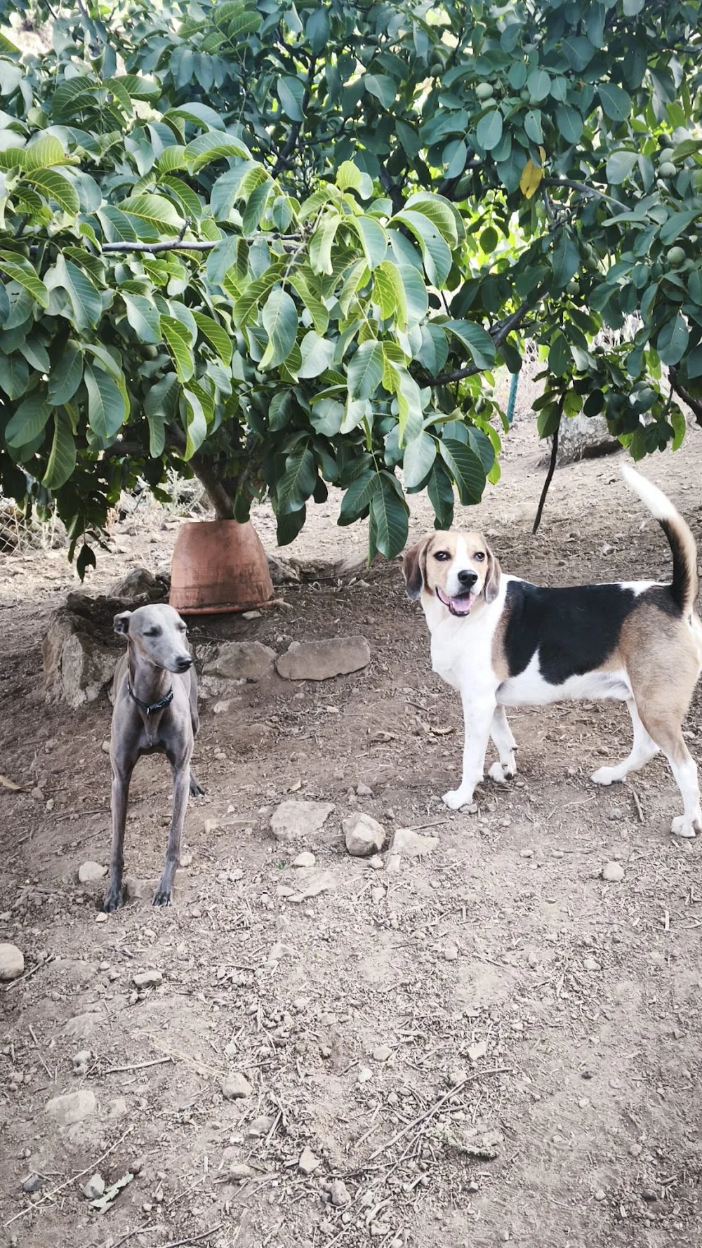 Guarderia Canina Bracos - Canary Islands pet otel