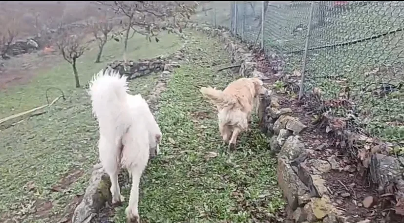 Guarderia Canina Bracos - Canary Islands pet otel görseli 3