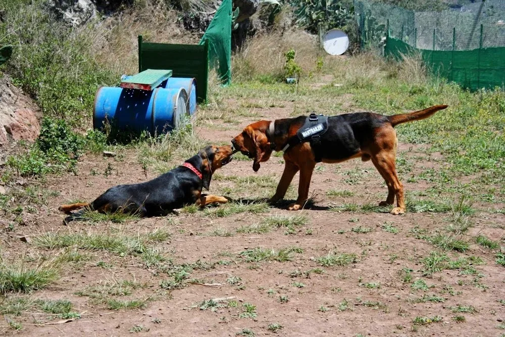 guarderia canina el jardin de tu mascota - Canary Islands pet otel görseli 3