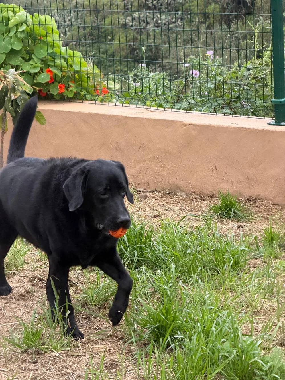 Guardería Canina Gran Canaria | Canarias - Canary Islands pet otel