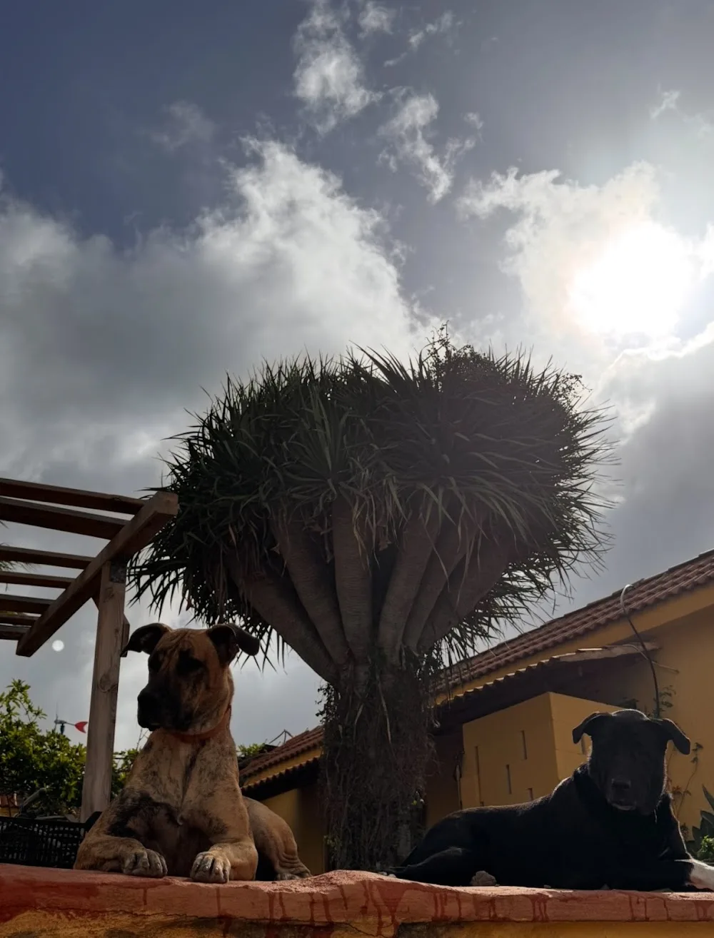 Guardería canina Gran Canaria I Dog You - Canary Islands pet otel görseli 3