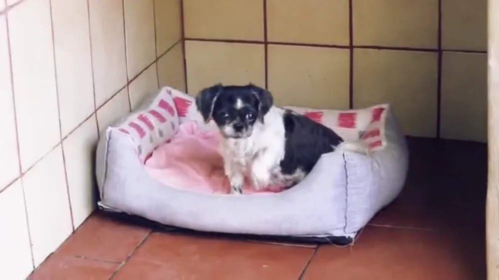 Guardería Canina Maspalomas - Canary Islands pet otel