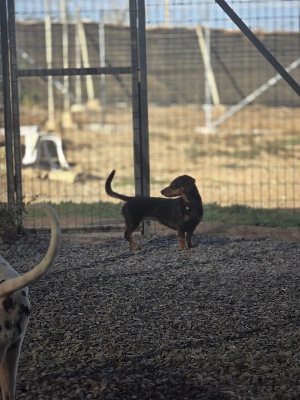 Guardería Canina Rubiacan - Canary Islands pet otel görseli 3