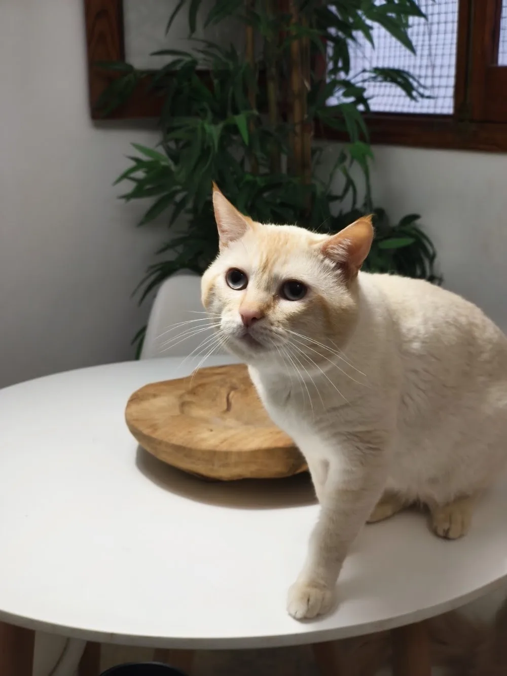 Guardería Miau - Canary Islands pet otel görseli 2