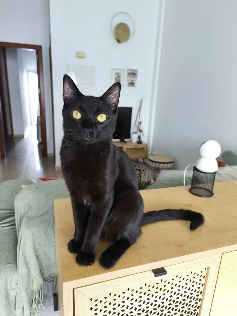Guardería Miau - Canary Islands pet otel görseli 3