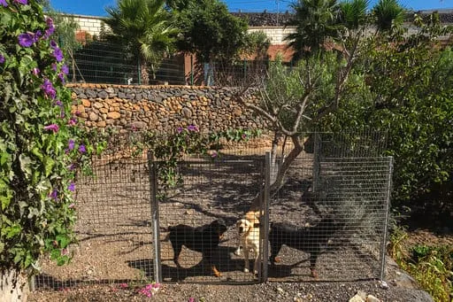 Hotel Canino Don Perro - Canary Islands pet otel görseli 2