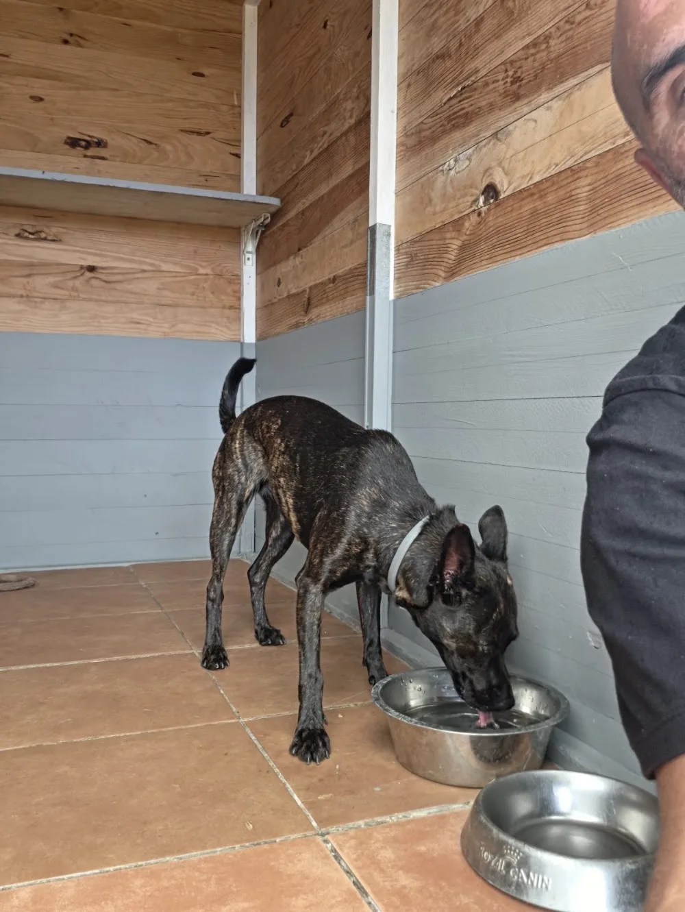 Hotel canino Las Cabañas - Canary Islands pet otel görseli 3