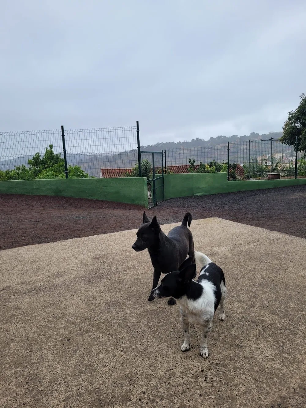 Hotel canino nikkita - Canary Islands pet otel görseli 3