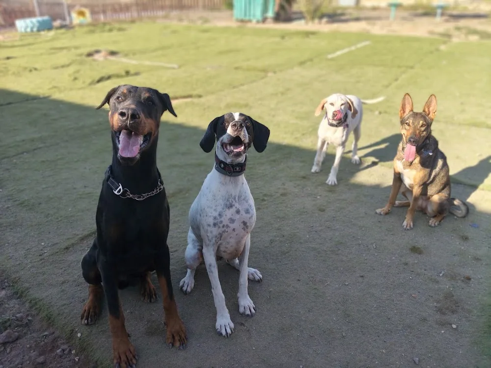 Hotel y adiestramiento canino La Pandilla - Canary Islands pet otel görseli 2