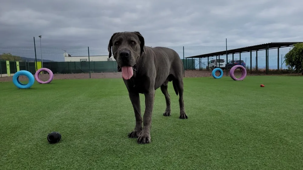 Koala Pets Home | Hotel y residencia canina en Tenerife - Canary Islands pet otel görseli 2
