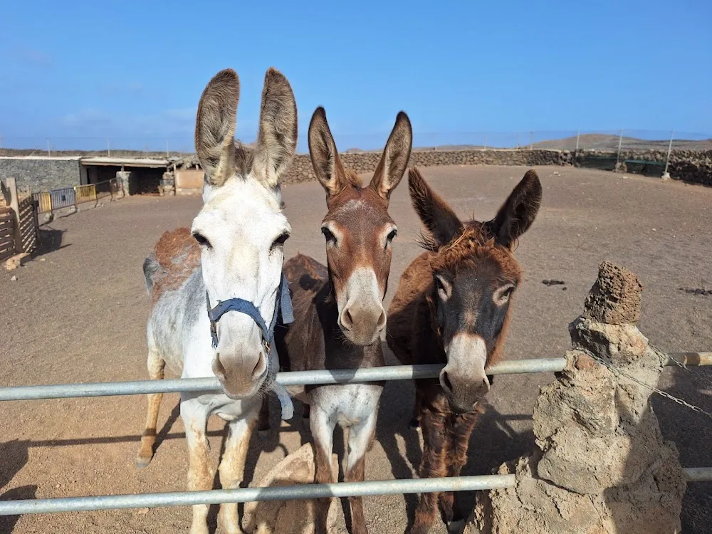 LanzÁnimal - Canary Islands pet otel görseli 2