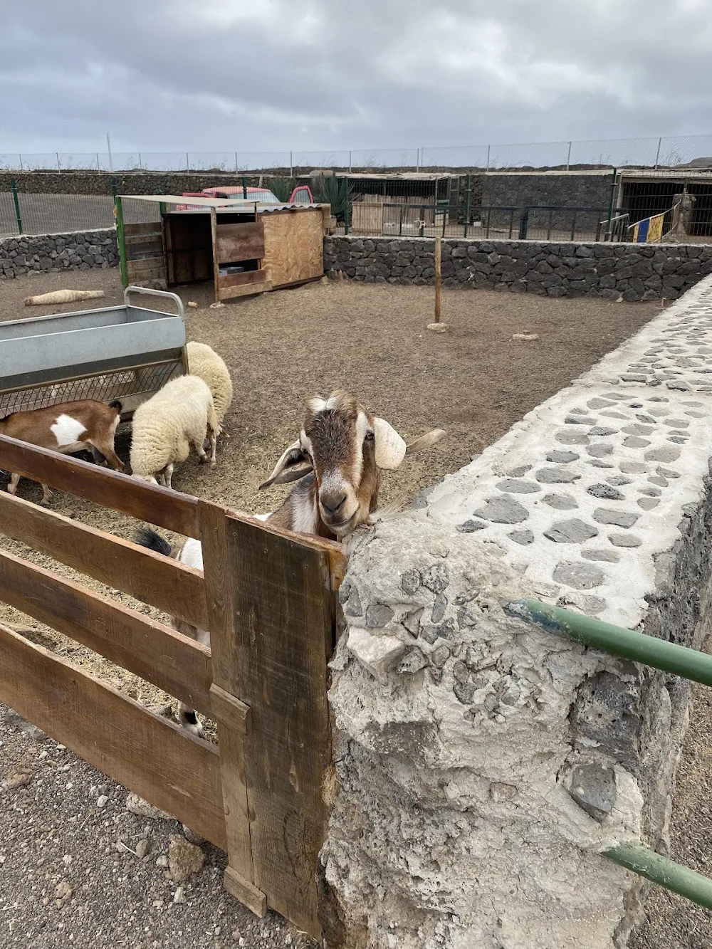 LanzÁnimal - Canary Islands pet otel görseli 3