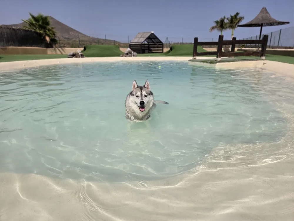Mascots hotel & club - Canary Islands pet otel görseli 2