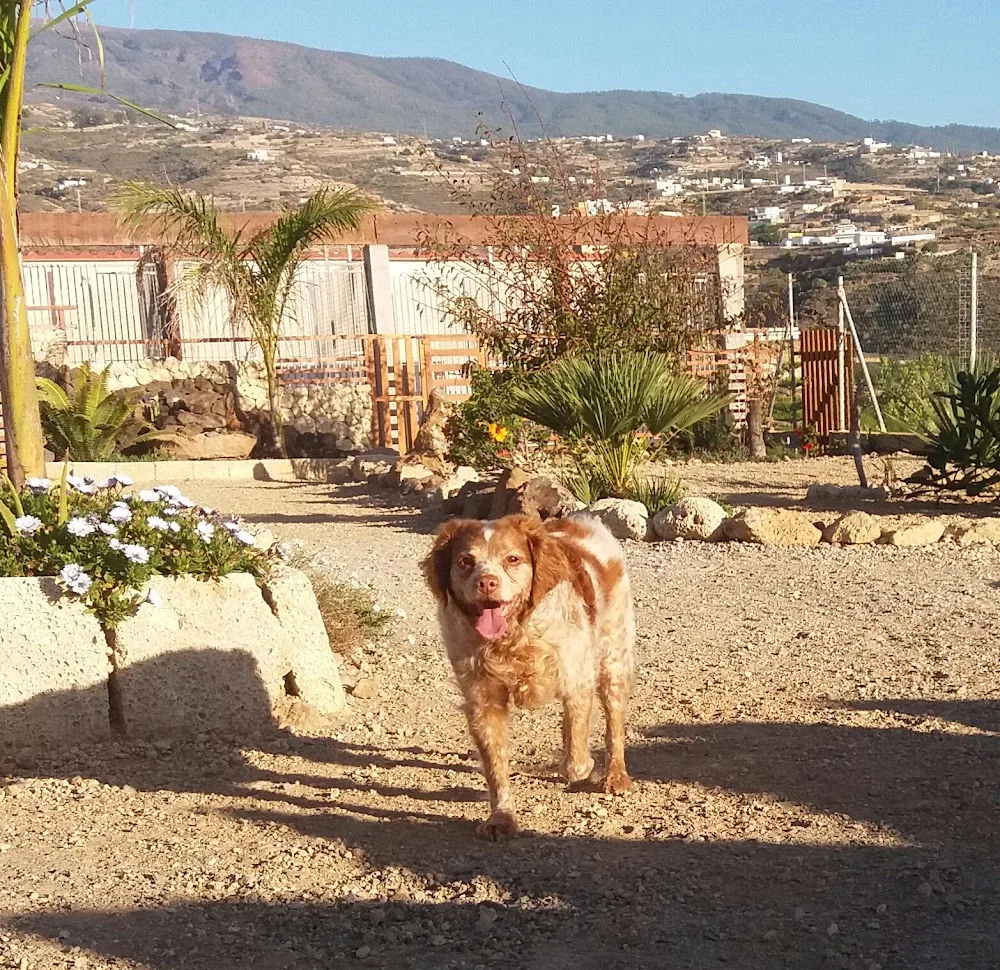 PROANICAN - Canary Islands pet otel görseli 2