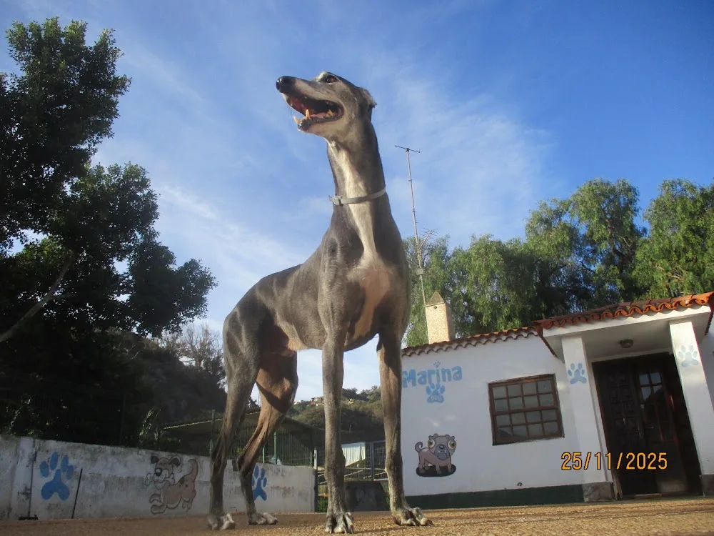Residencia Canina Marina Dog - Canary Islands pet otel
