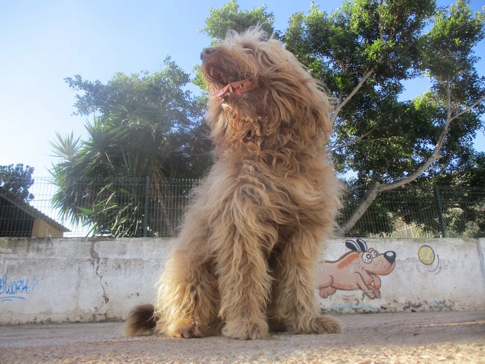 Residencia Canina Marina Dog - Canary Islands pet otel görseli 3