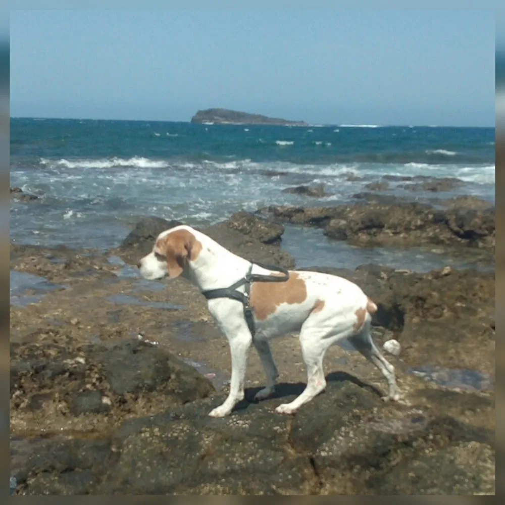 Residencia Canina Maspalomas - Canary Islands pet otel görseli 3