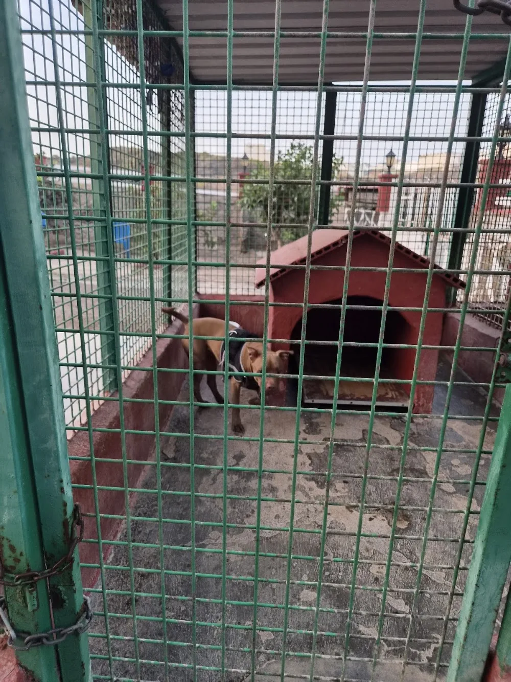 Residencia Canina y Felina Majacan - Canary Islands pet otel görseli 2