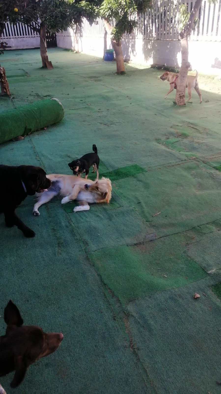 ResiMascotas con Gonzalo Jiménez - Canary Islands pet otel görseli 2