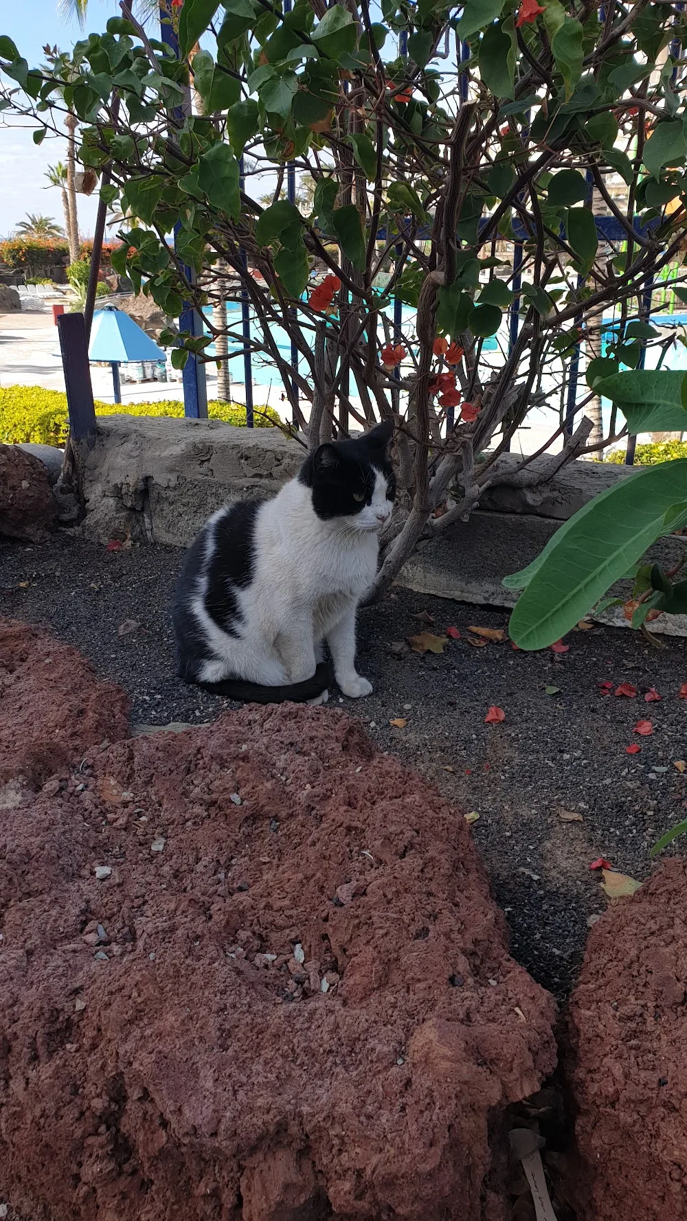 Taurito's Cats Colonia Felina - Canary Islands pet otel görseli 2