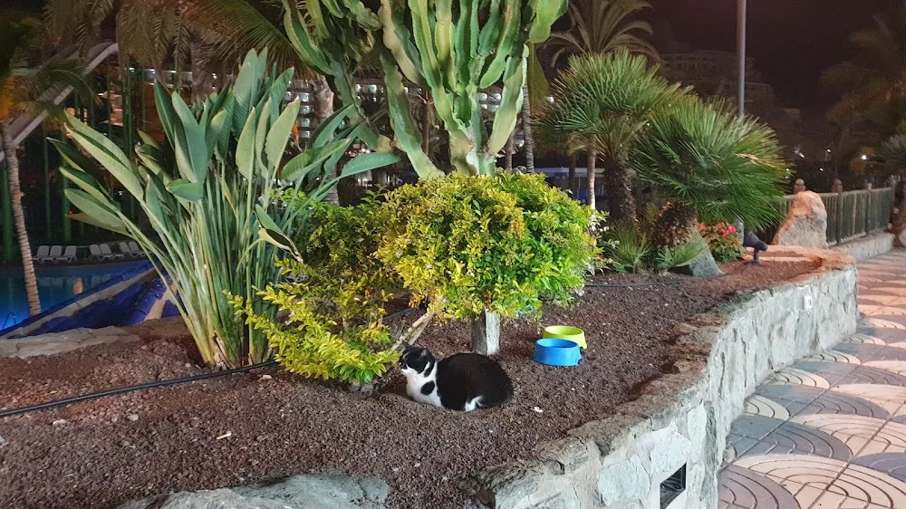 Taurito's Cats Colonia Felina - Canary Islands pet otel görseli 3