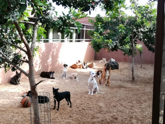 Tu centro canino Damián Machado - Canary Islands pet otel görseli 2