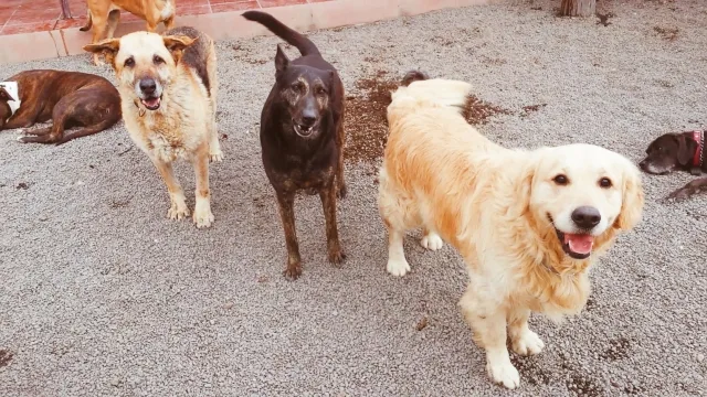 Tu centro canino Damián Machado - Canary Islands pet otel görseli 3