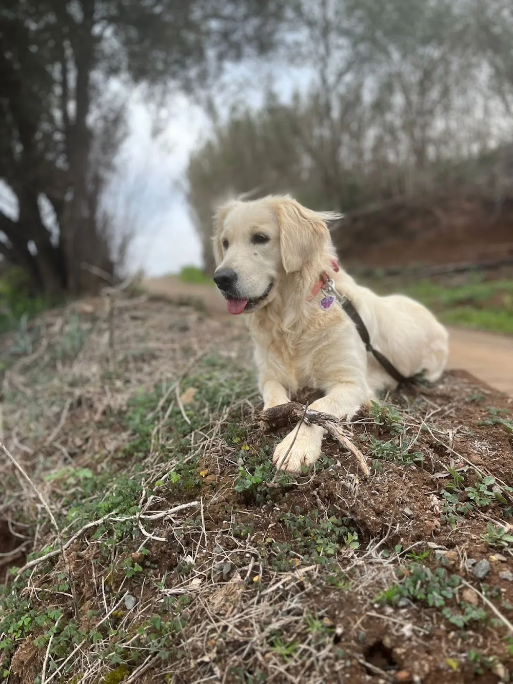 Villa Billy Residencia Canina - Canary Islands pet otel görseli 2