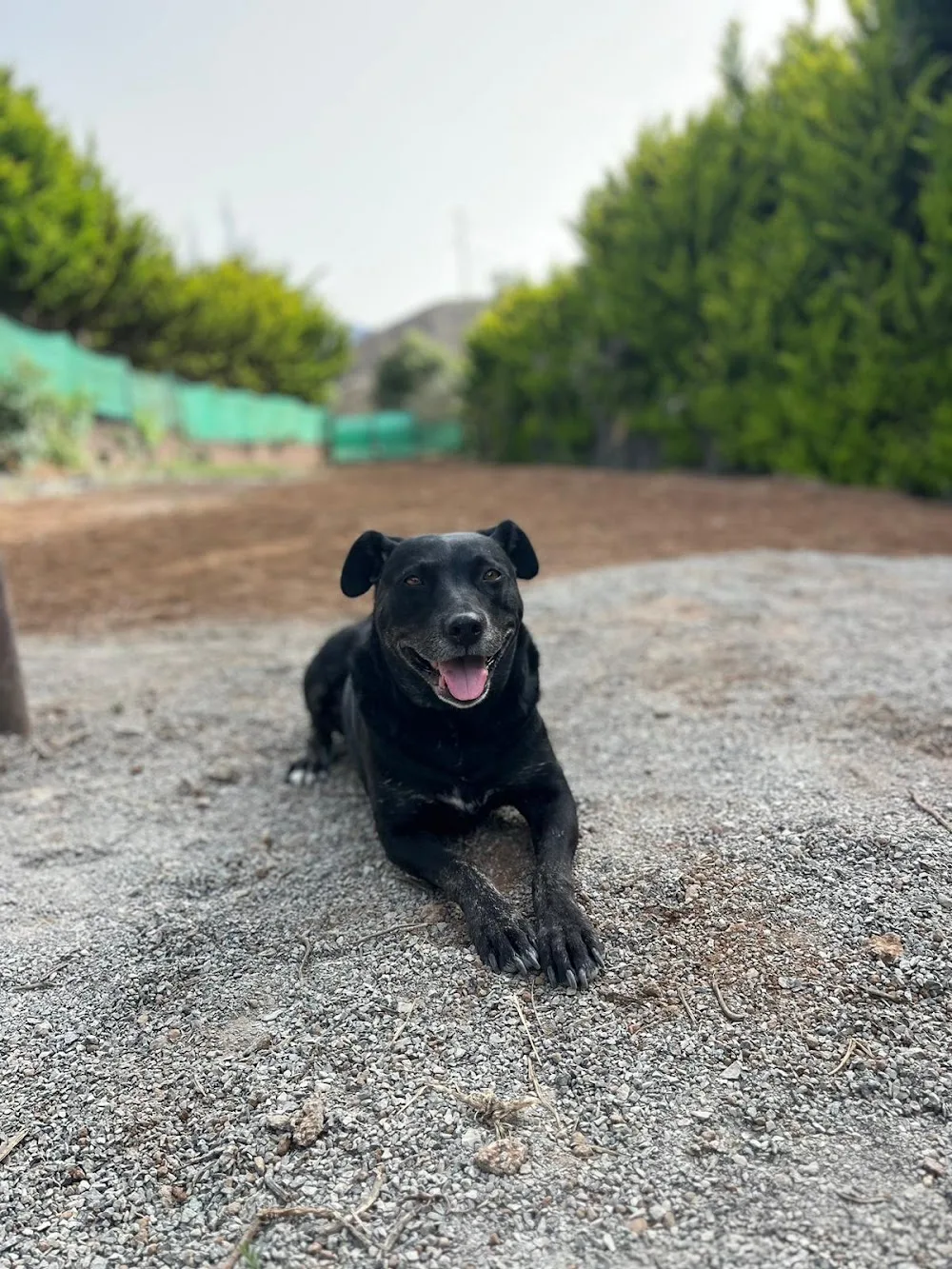 Villa Billy Residencia Canina - Canary Islands pet otel görseli 3