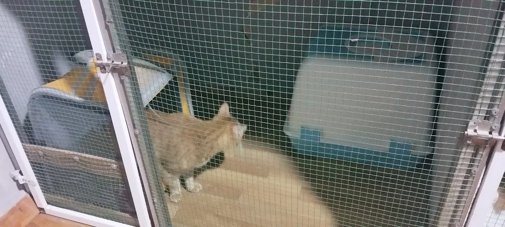 CAN&CAT İstanbul/Pendik kedi /köpek bakım hiz.pansiyonu/oteli ve kuaför hizmetleri(İSTANBUL/PENDİK) - Istanbul pet otel
