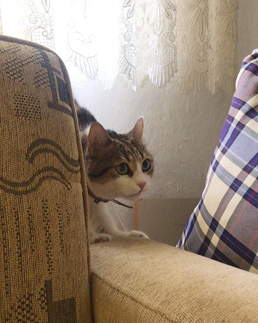 CAN&CAT İstanbul/Pendik kedi /köpek bakım hiz.pansiyonu/oteli ve kuaför hizmetleri(İSTANBUL/PENDİK) - Istanbul pet otel görseli 3