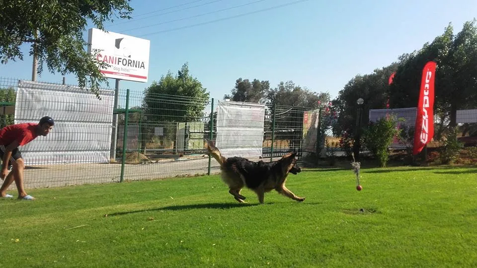 CANIFORNIA SPA CENTER - ACADEMY - DOG HOTEL - Izmir pet otel görseli 7