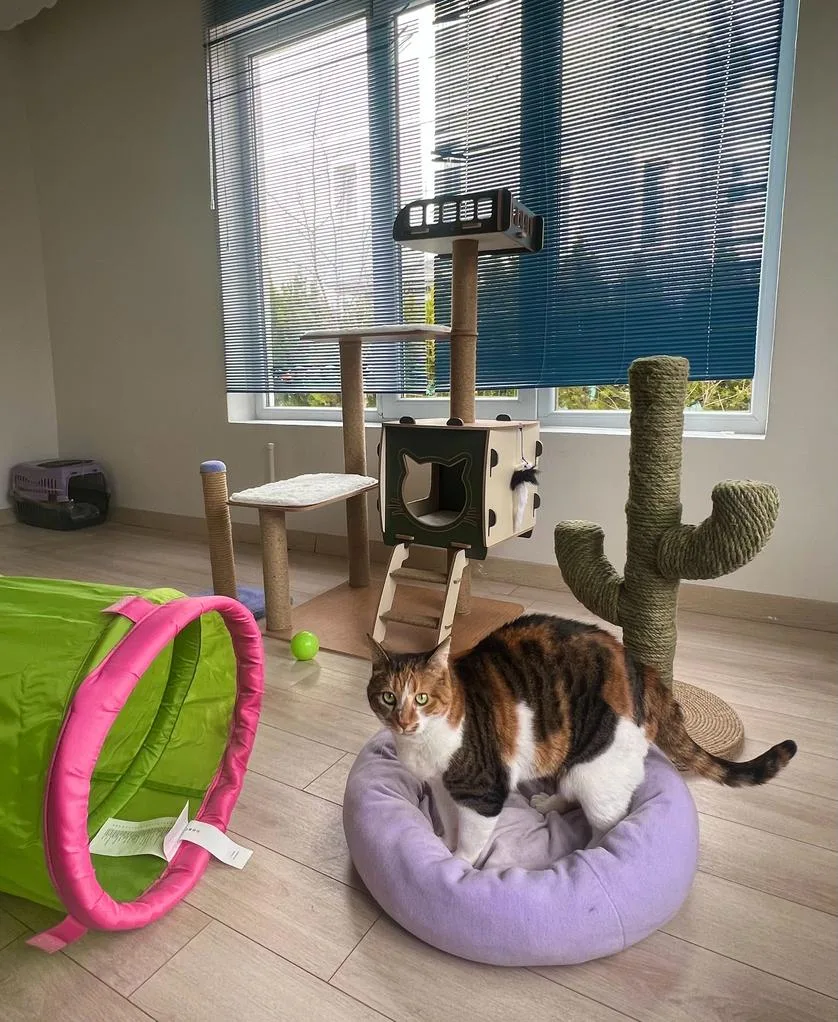 Çankaya Kedi Oteli - Ankara pet otel görseli 6