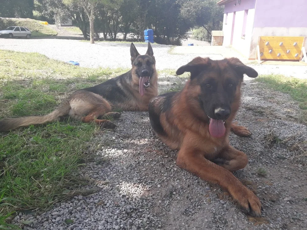 Akindi Cantabria– Hotel canino - Cantabria pet otel görseli 3