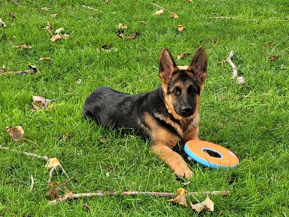 Centro Canino Parayas (Cecapa) - Cantabria pet otel görseli 3