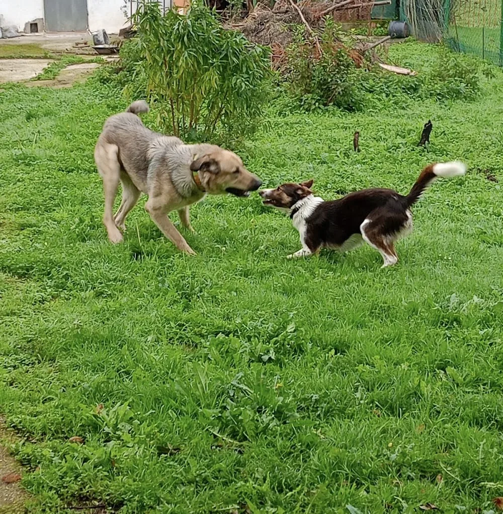 FiloDogs - Cantabria pet otel