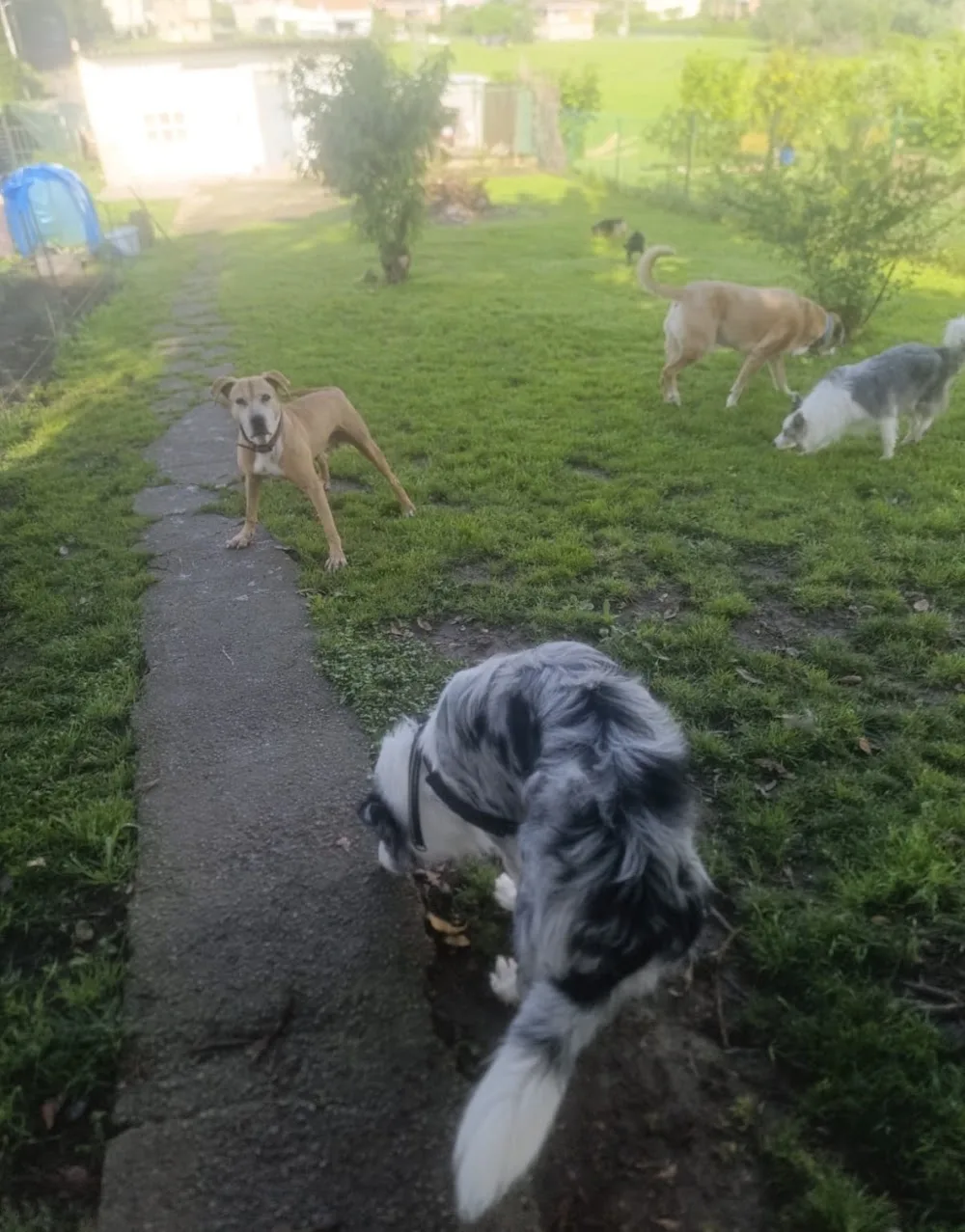 FiloDogs - Cantabria pet otel görseli 3