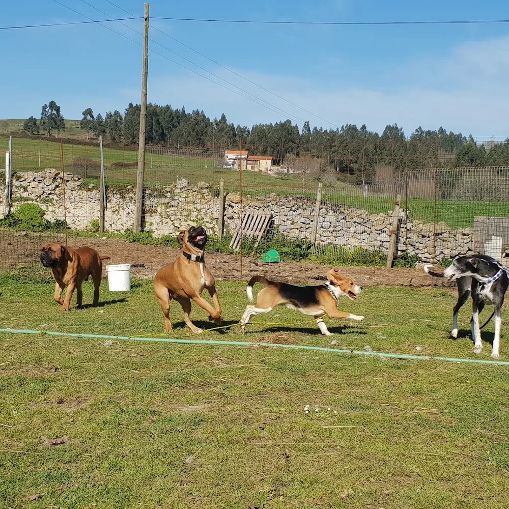 Hotel canino Don y Doña Equi- guau - Cantabria pet otel