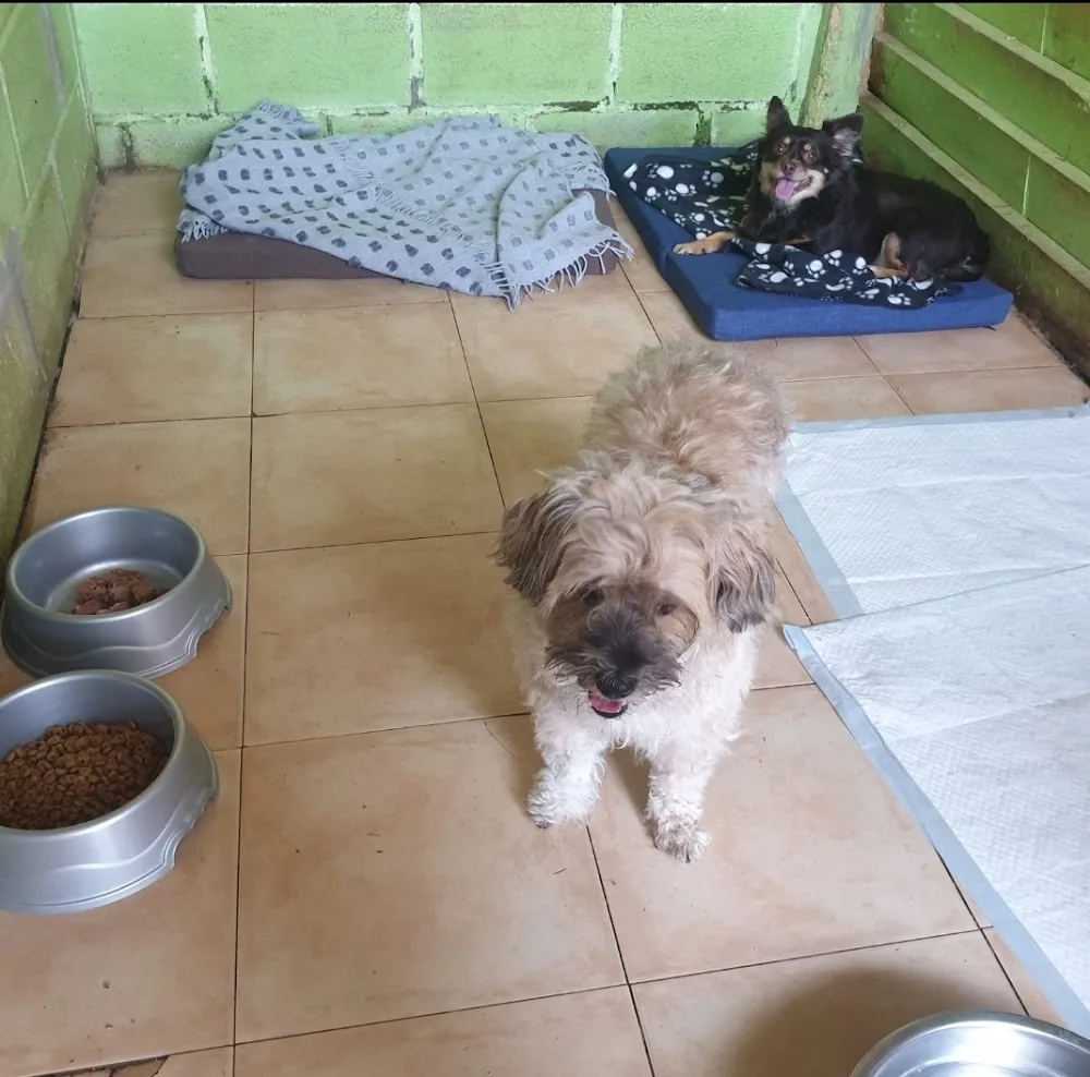 Hotel canino Don y Doña Equi- guau - Cantabria pet otel görseli 3