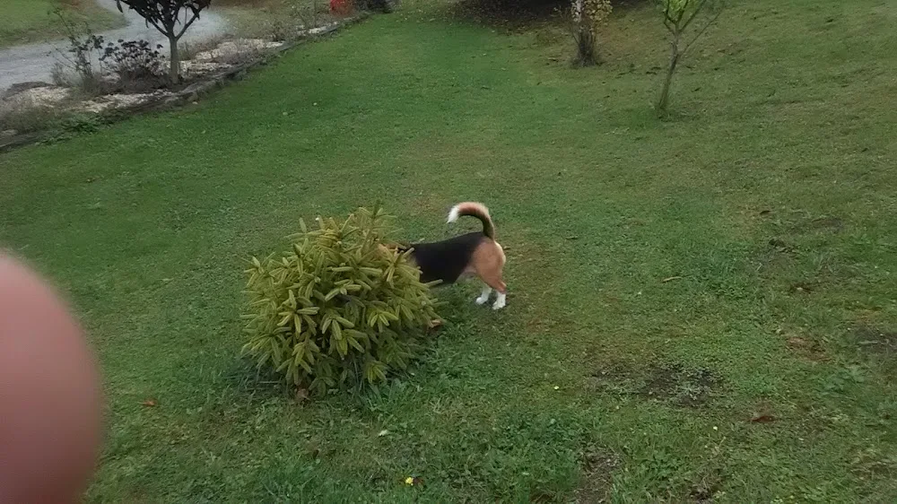 Hotel Canino Gandarilla - Cantabria pet otel görseli 3
