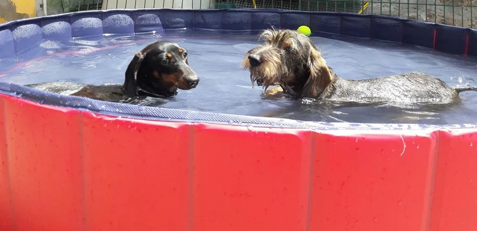Hotel Canino Tatinejos - Cantabria pet otel görseli 2