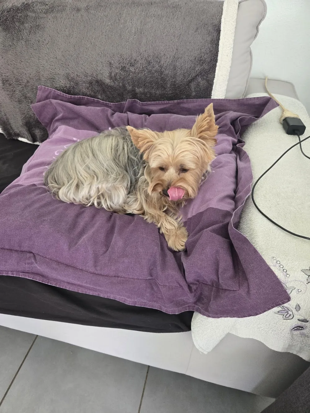 Dog relax - Cantal pet otel görseli 3