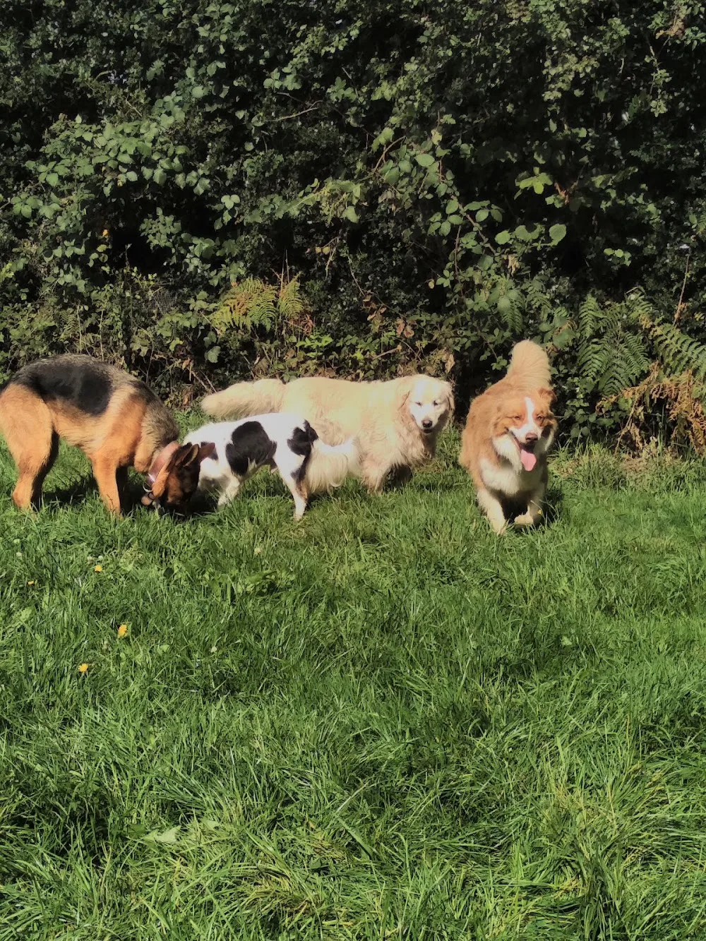 Domaine du Vent Sacré - Cantal pet otel görseli 7