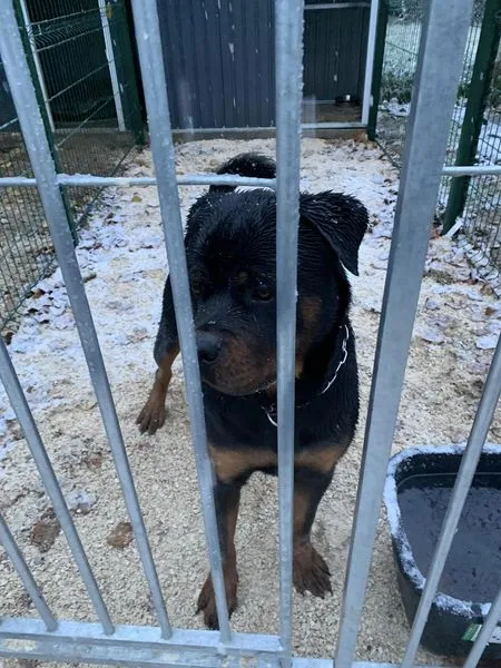 Elevage / Pension Canine Les Rotts Du Phoenix - Cantal pet otel görseli 7